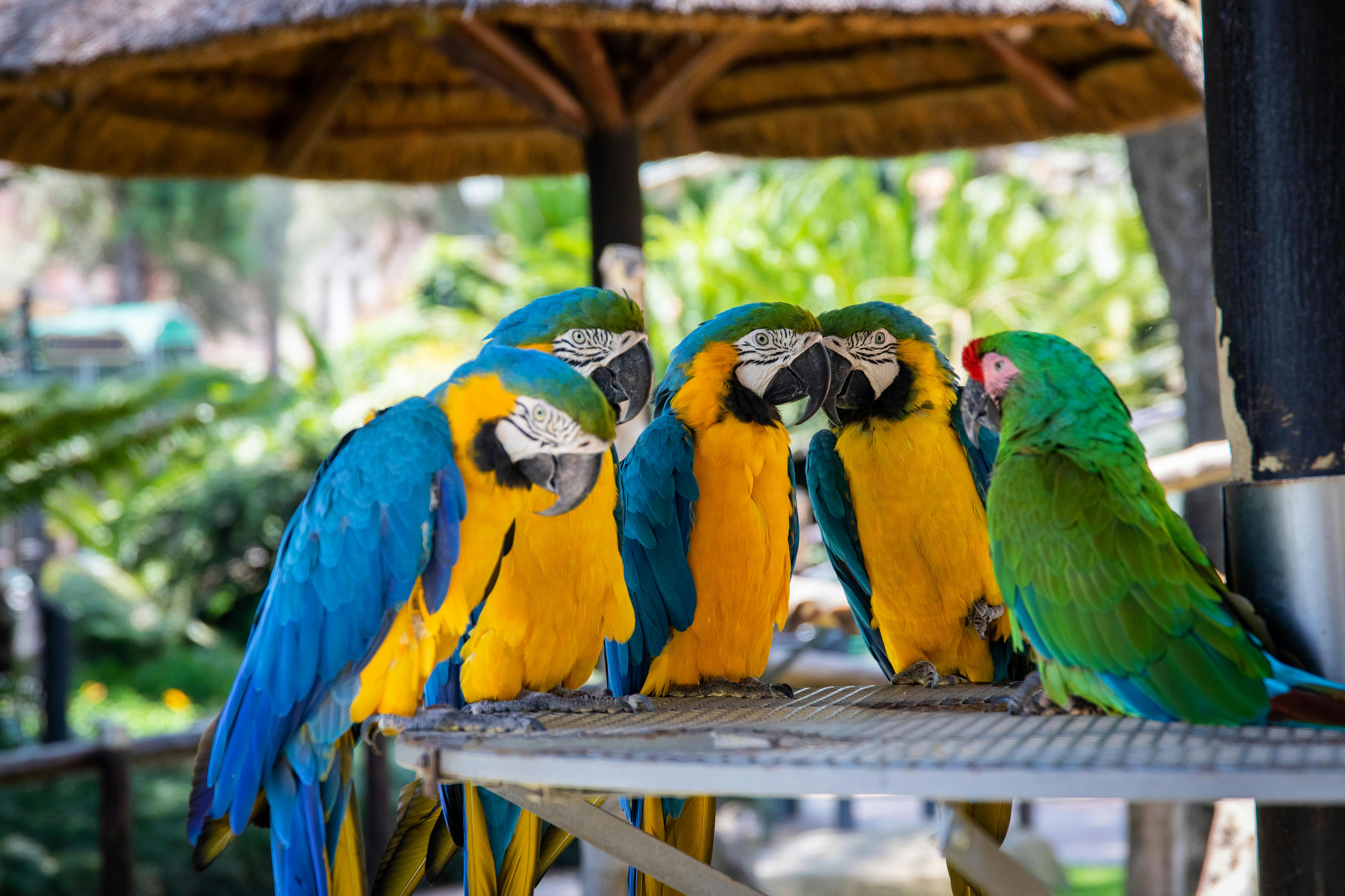 Parrot Key Hotel in Key West