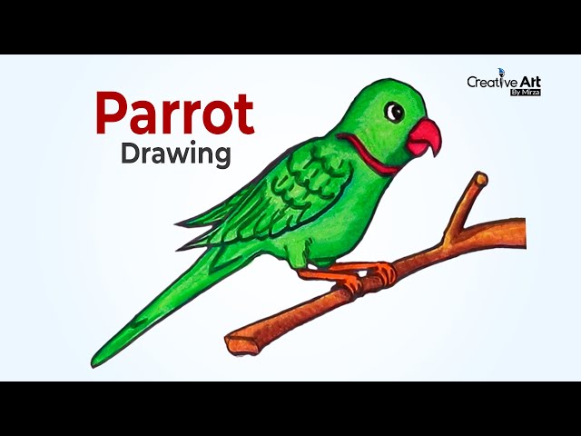 Colorful Parrot Drawing