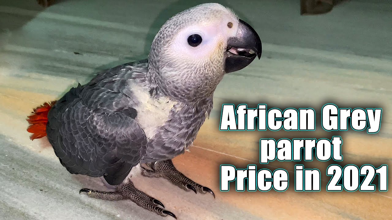 African Grey Parrot