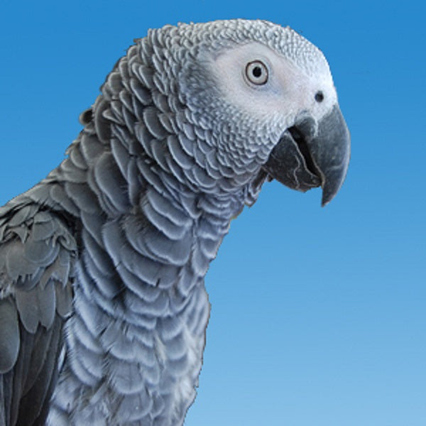 African Grey Parrot Feeding