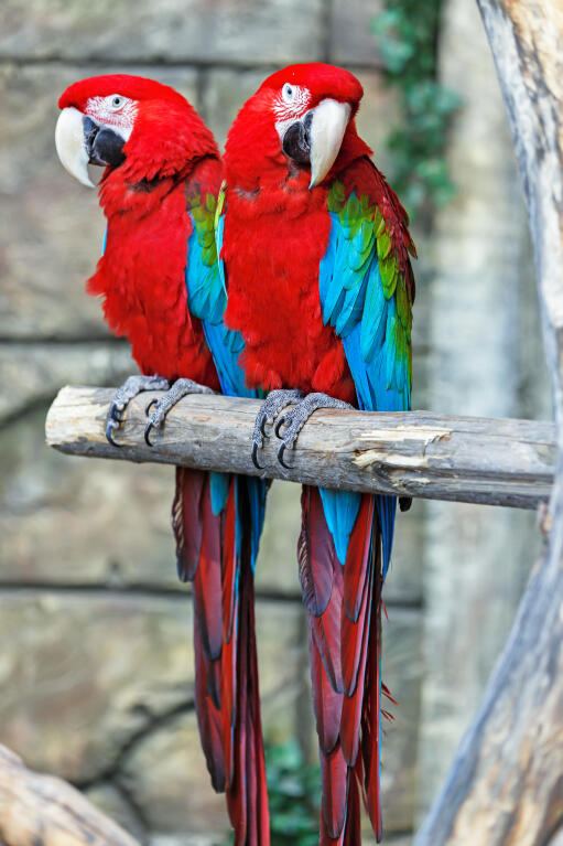 Colorful Red Parrot