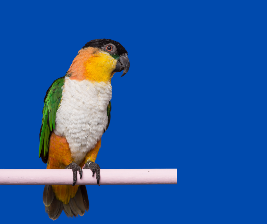 Caique parrot in a cage