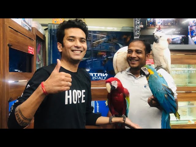 Macaw Parrot Price