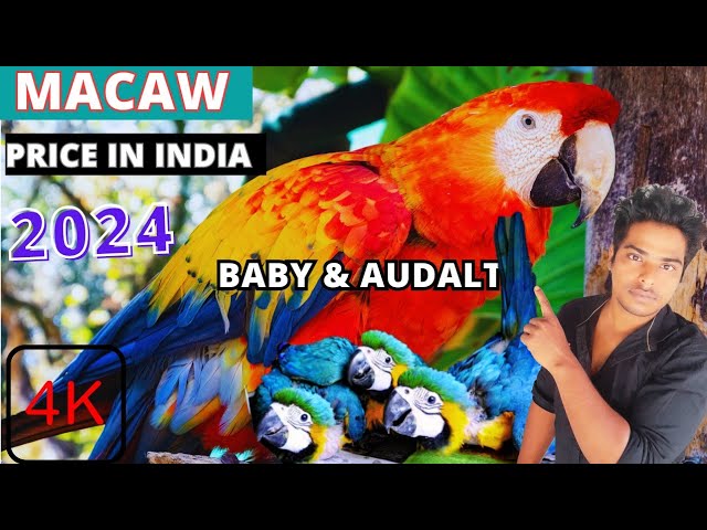 Macaw Parrot for Sale