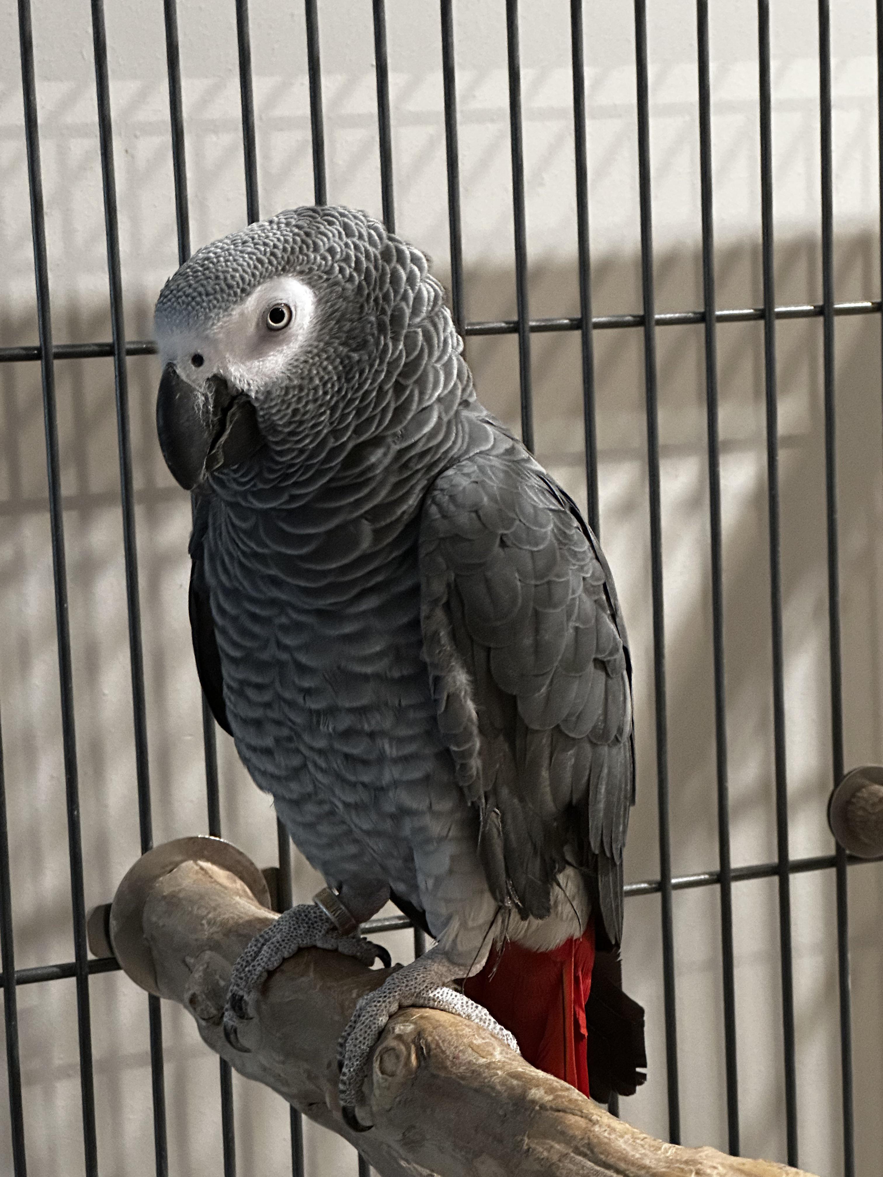 African Gray Parrot