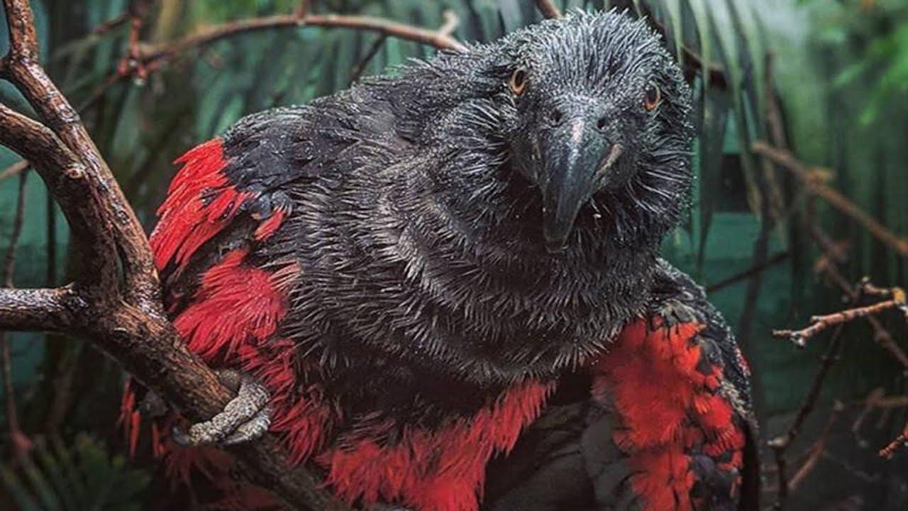 Dracula Parrot Features