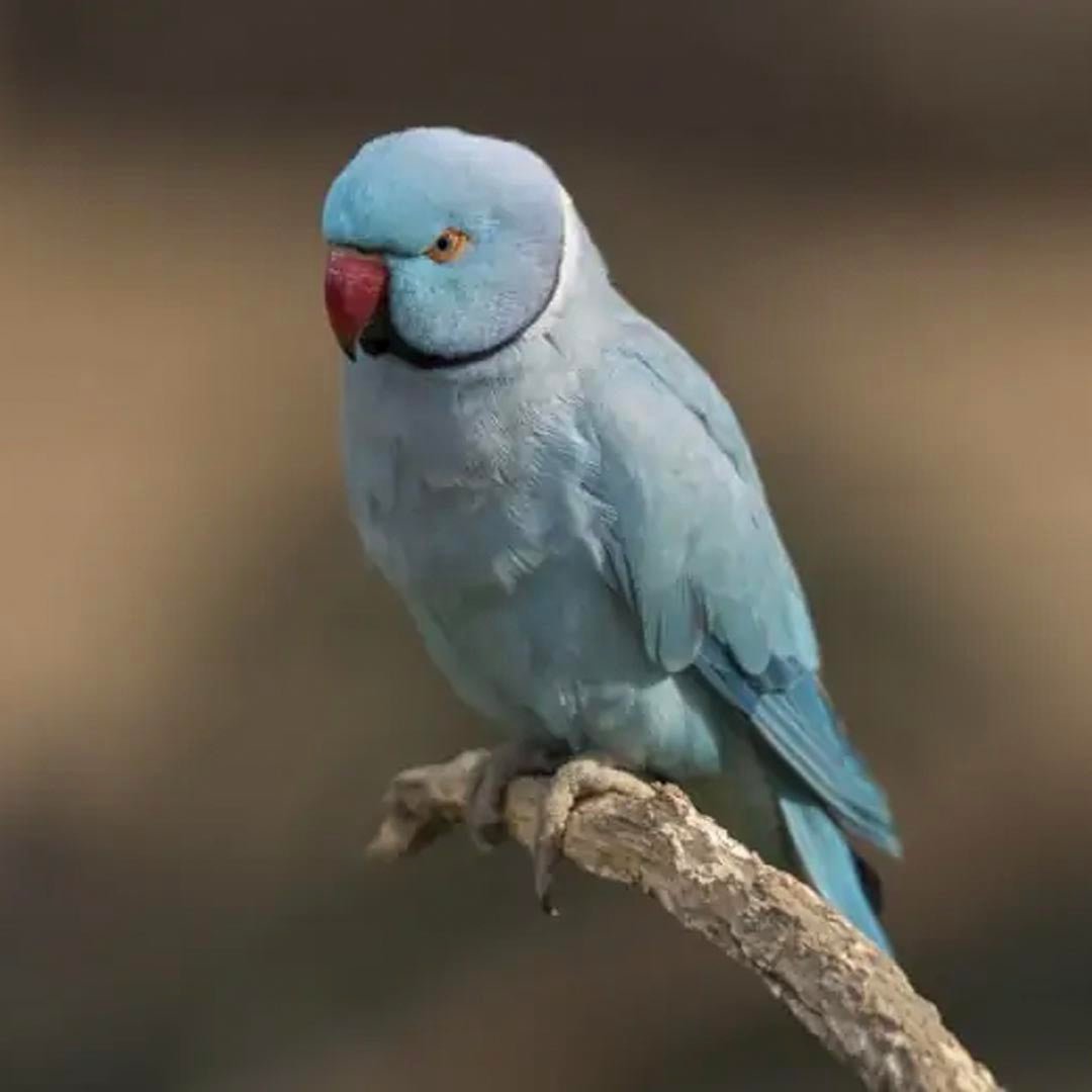 Indian Ringneck Parrot for Sale