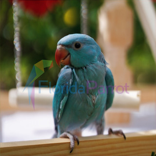 Another Beautiful Indian Ringneck Parrot