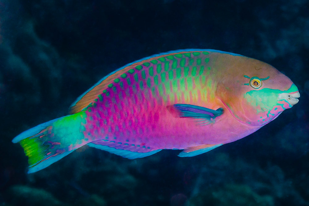 Vibrant Rainbow Parrot Fish