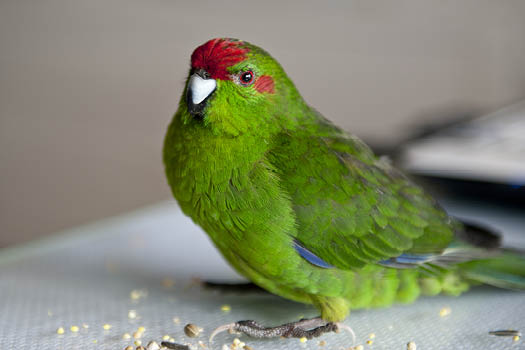 Bright Green Kakariki Parrot