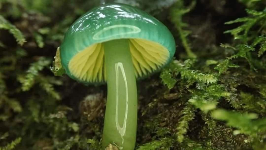 Parrot Waxcap Mushroom