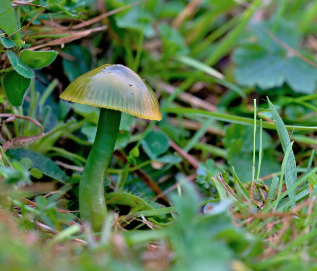 Parrot Waxcap Mushrooms in Habitat