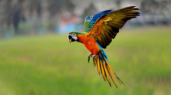 Flying Parrot