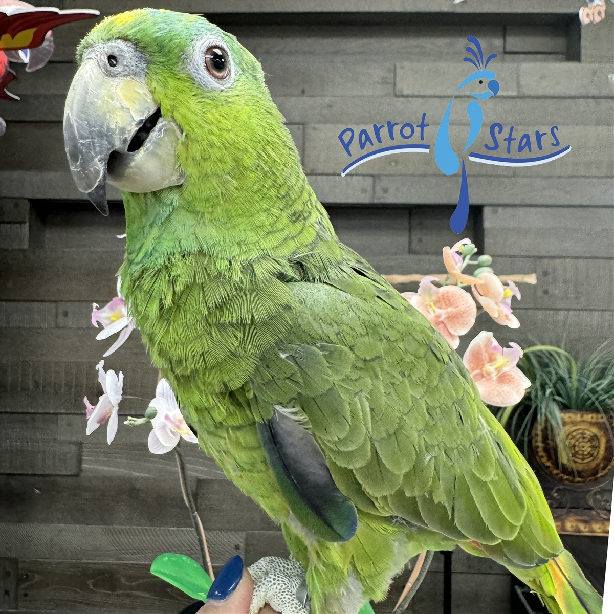 Amazon Parrot for Sale