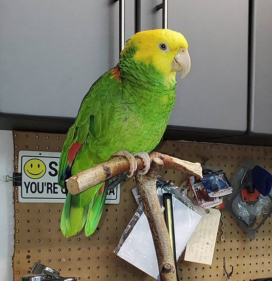 Amazon Parrot