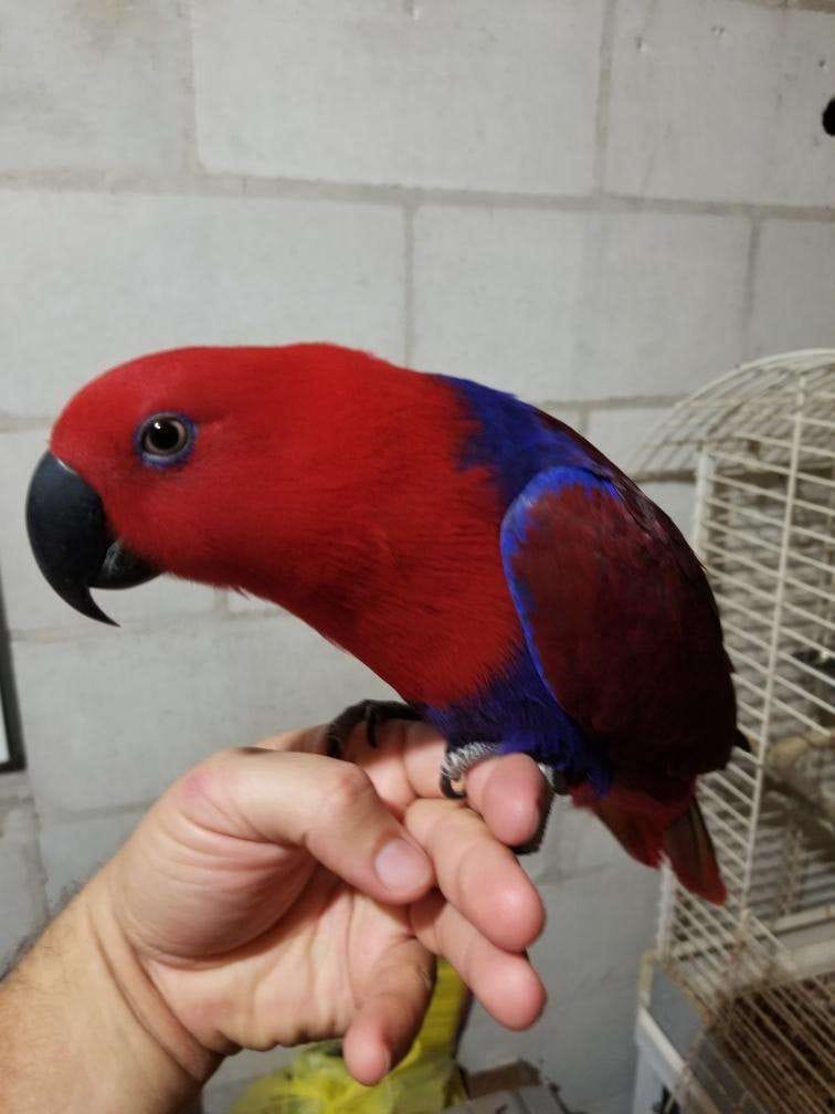 Close-up of Eclectus Parrot