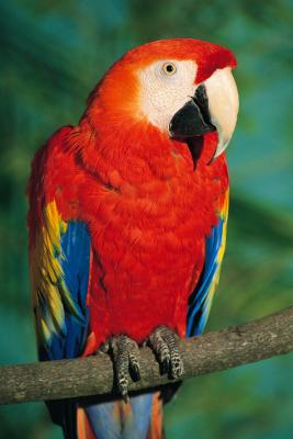 Mexican Parrot