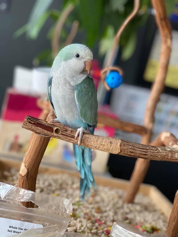 Colorful Quaker Parrot