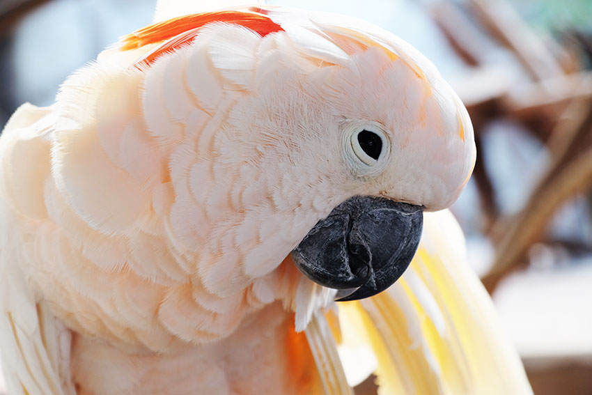 Colorful Big Parrot