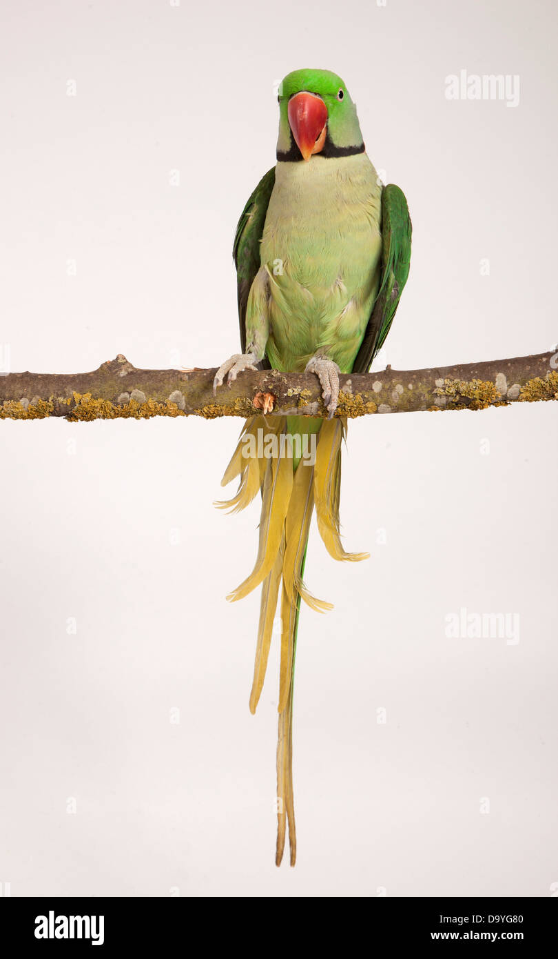 Another Alexandrine Parrot