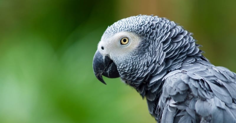 African Grey Parrot Pricing Overview