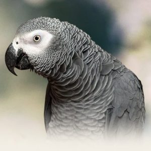 An African Grey Parrot in its Habitat