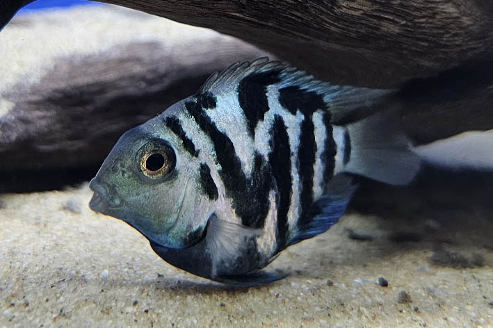 Polar Parrot Fish