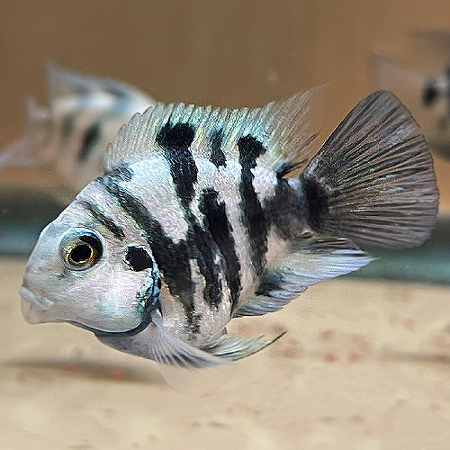 Polar Parrot Fish Swimming