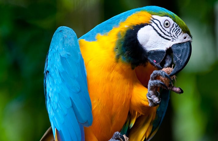 Close-up of Parrot Feet