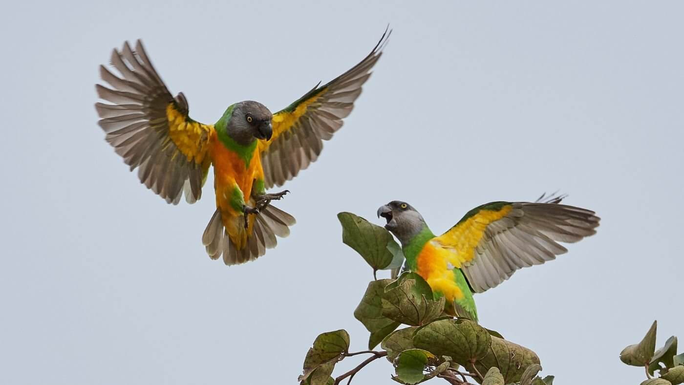 Senegal Parrot Health