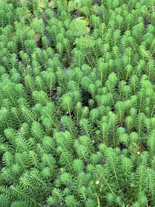 Parrot Feather Plant