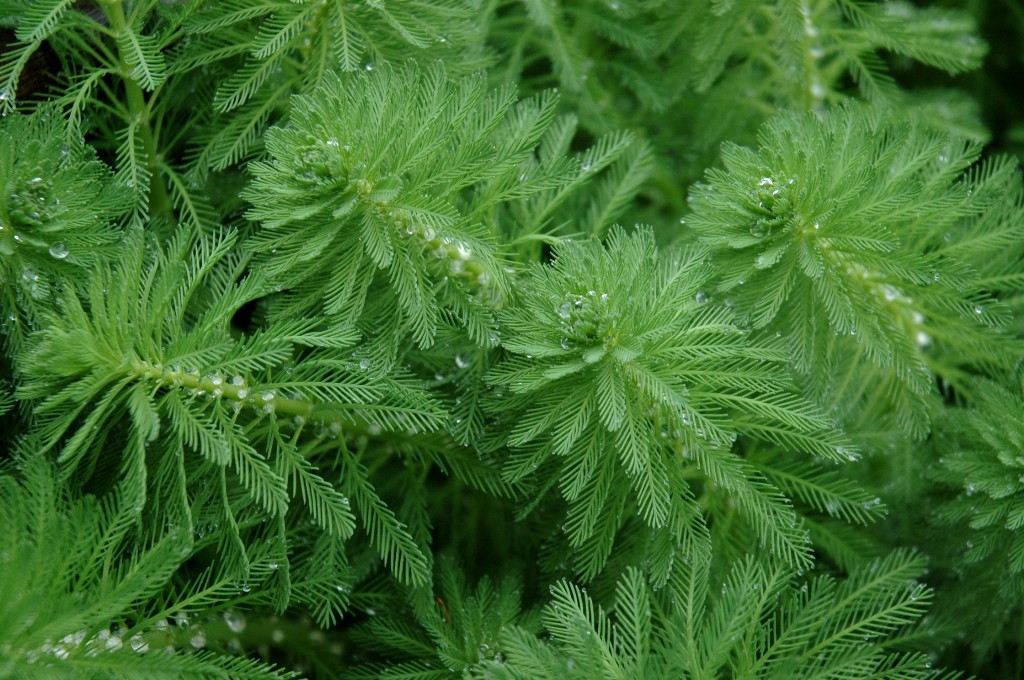 Close-up of Parrot Feather Leaves