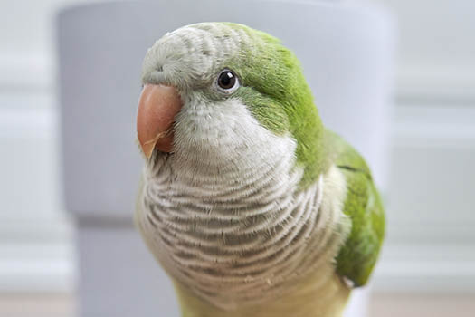 Quaker Parrot