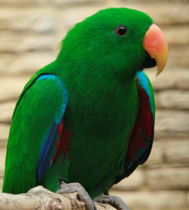 Eclectus Parrot in nature