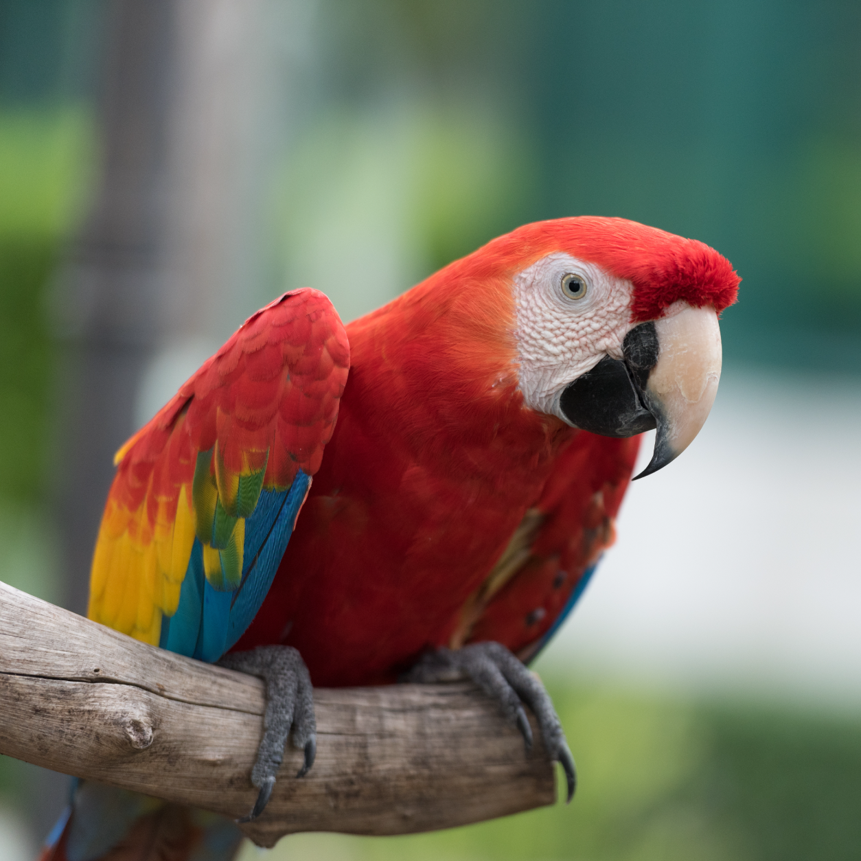 Beautiful macaw parrot