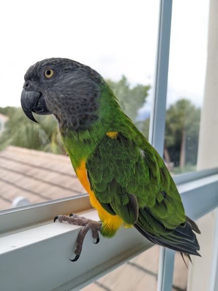 Senegal Parrot