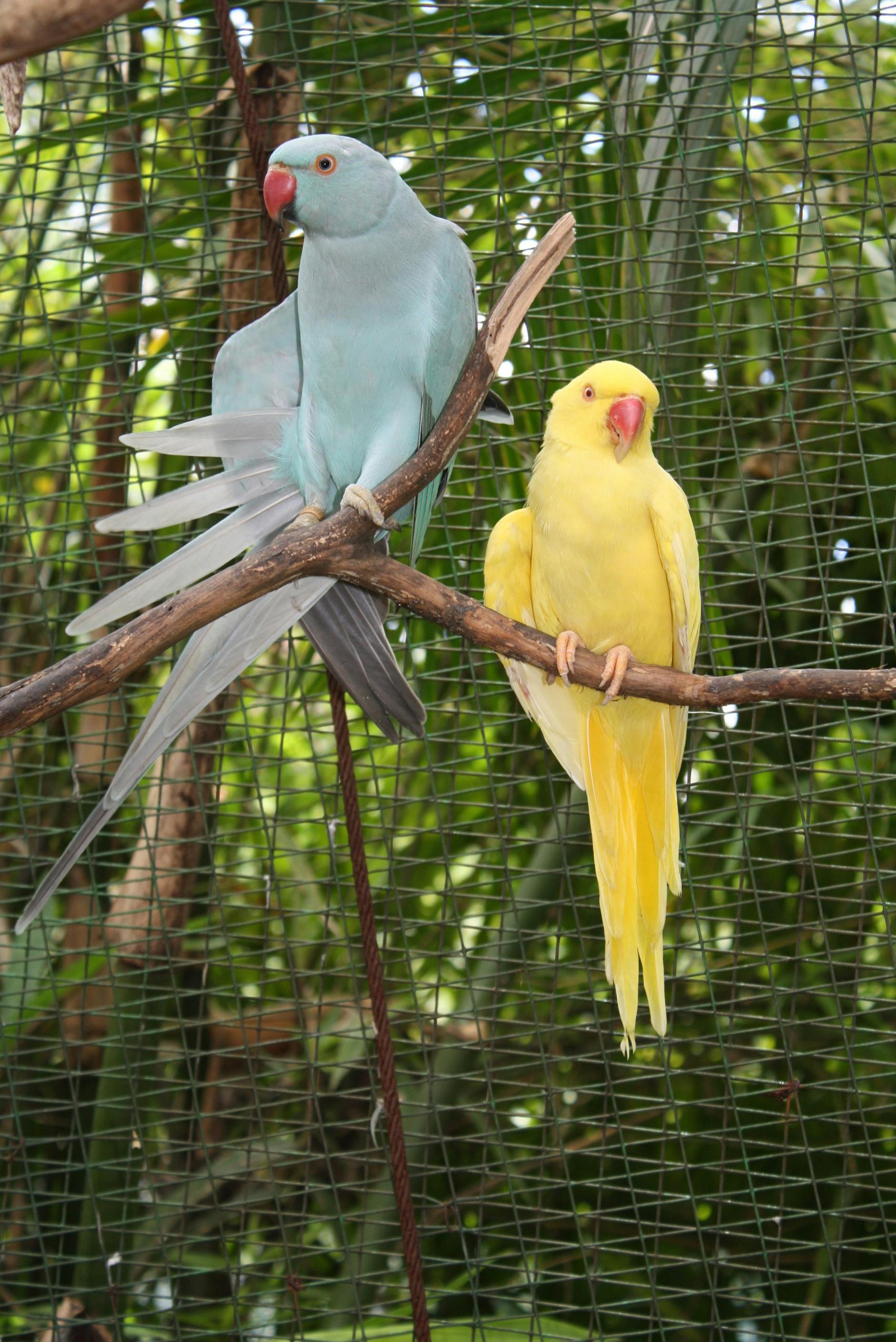 Ringneck Parrot