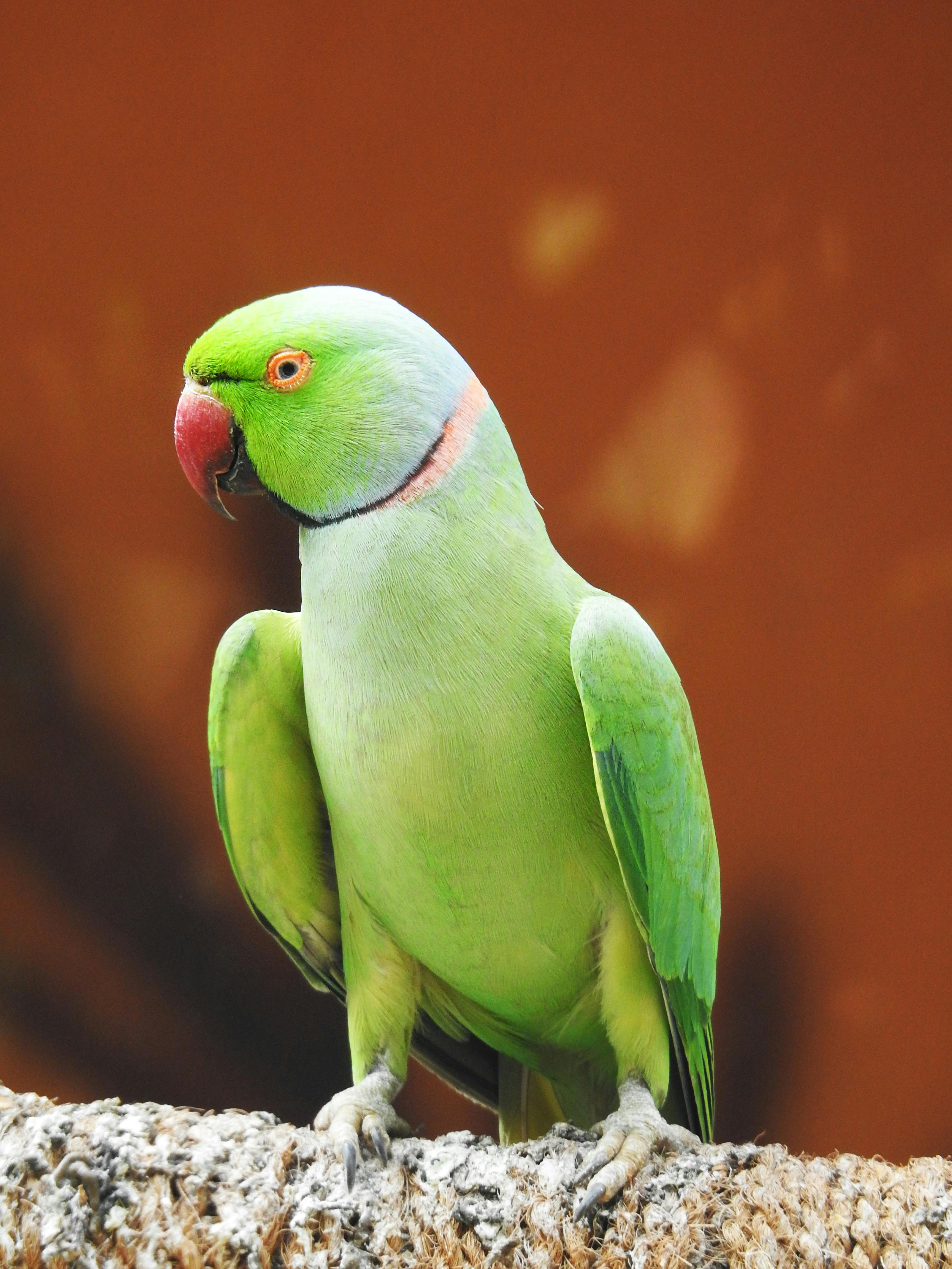 Ringneck Parakeet in Nature