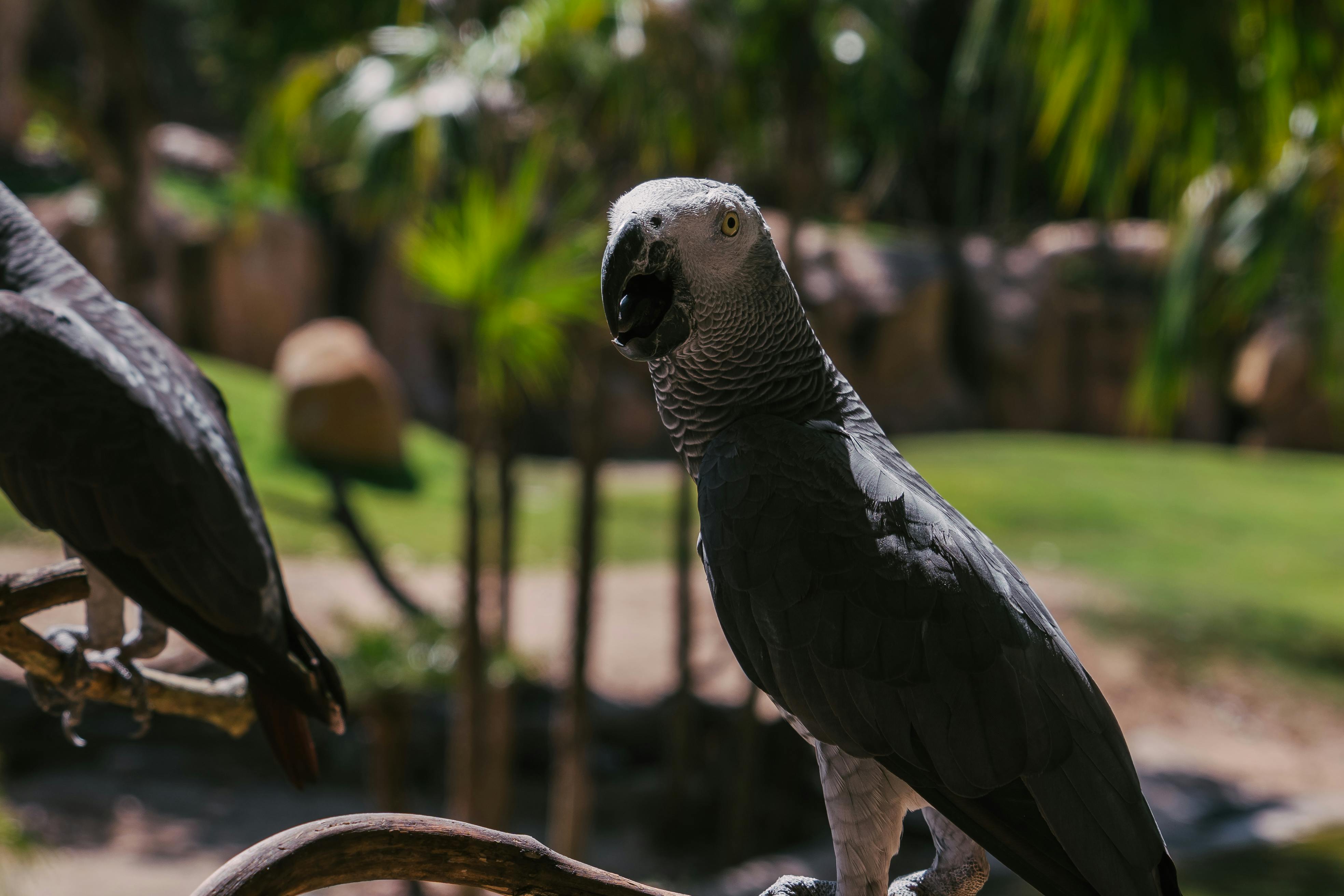 African Grey Parrot for Sale