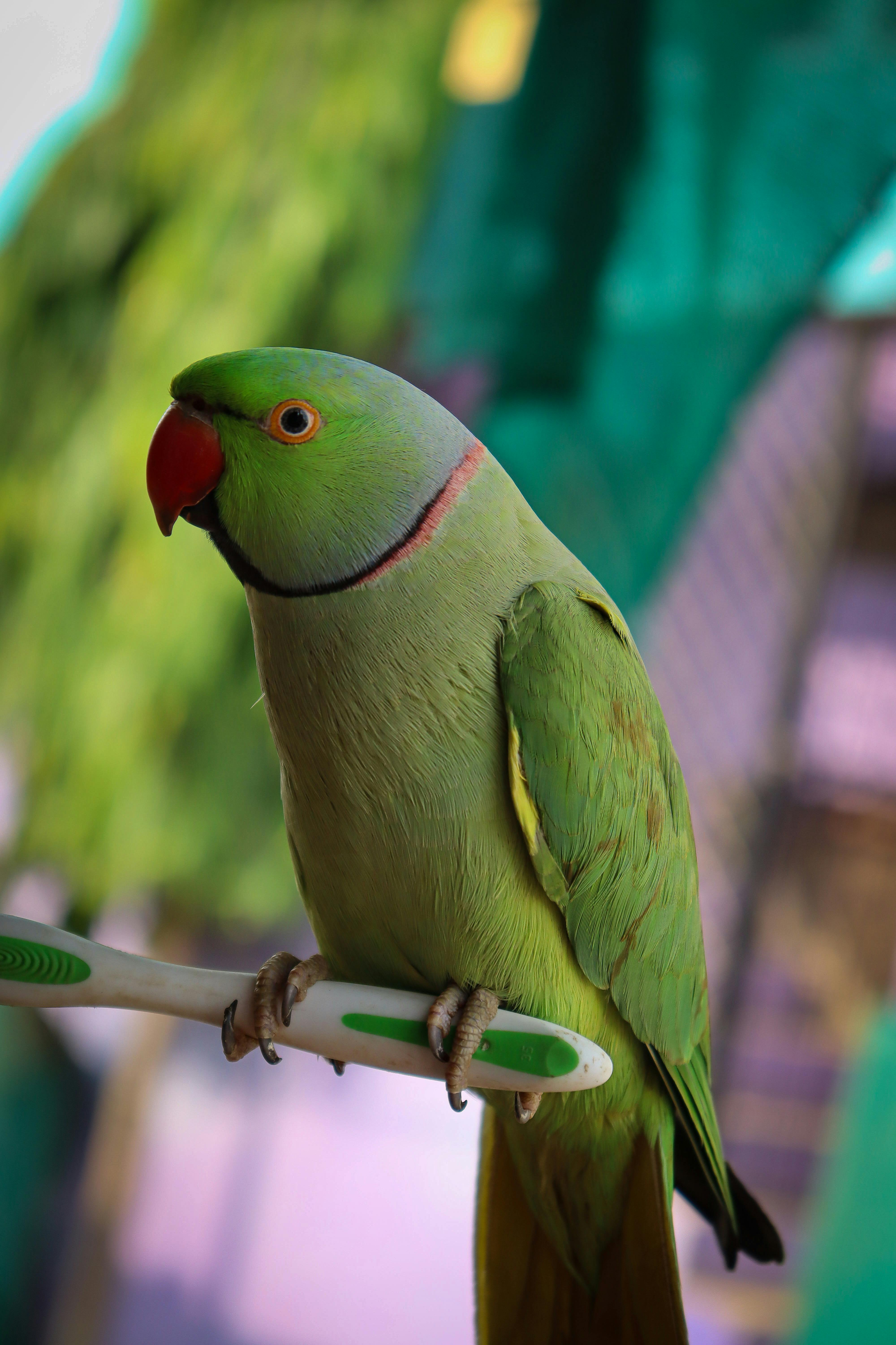 Indian Ringneck Parrot