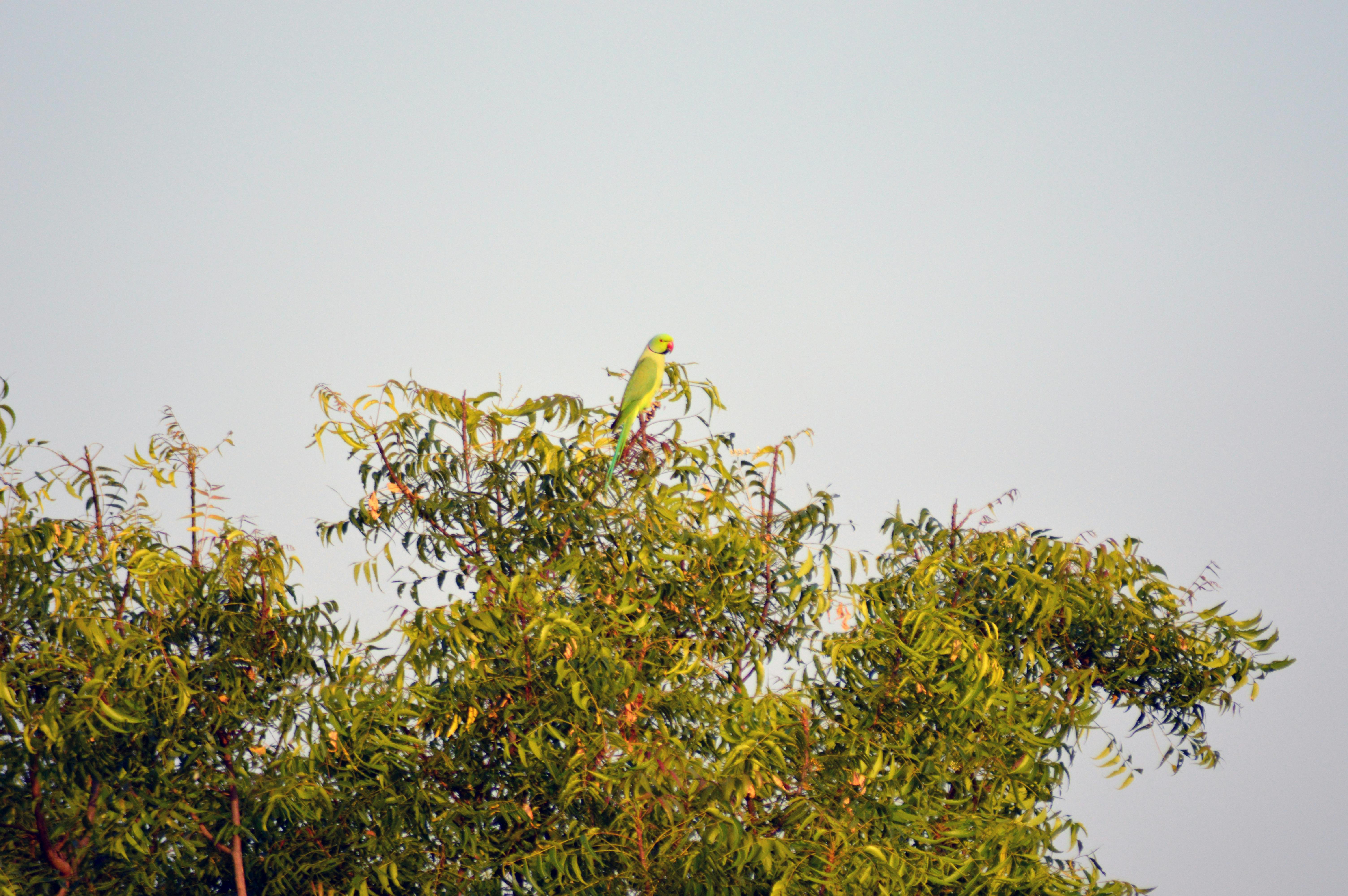 Beautiful Indian Ringneck Parrot