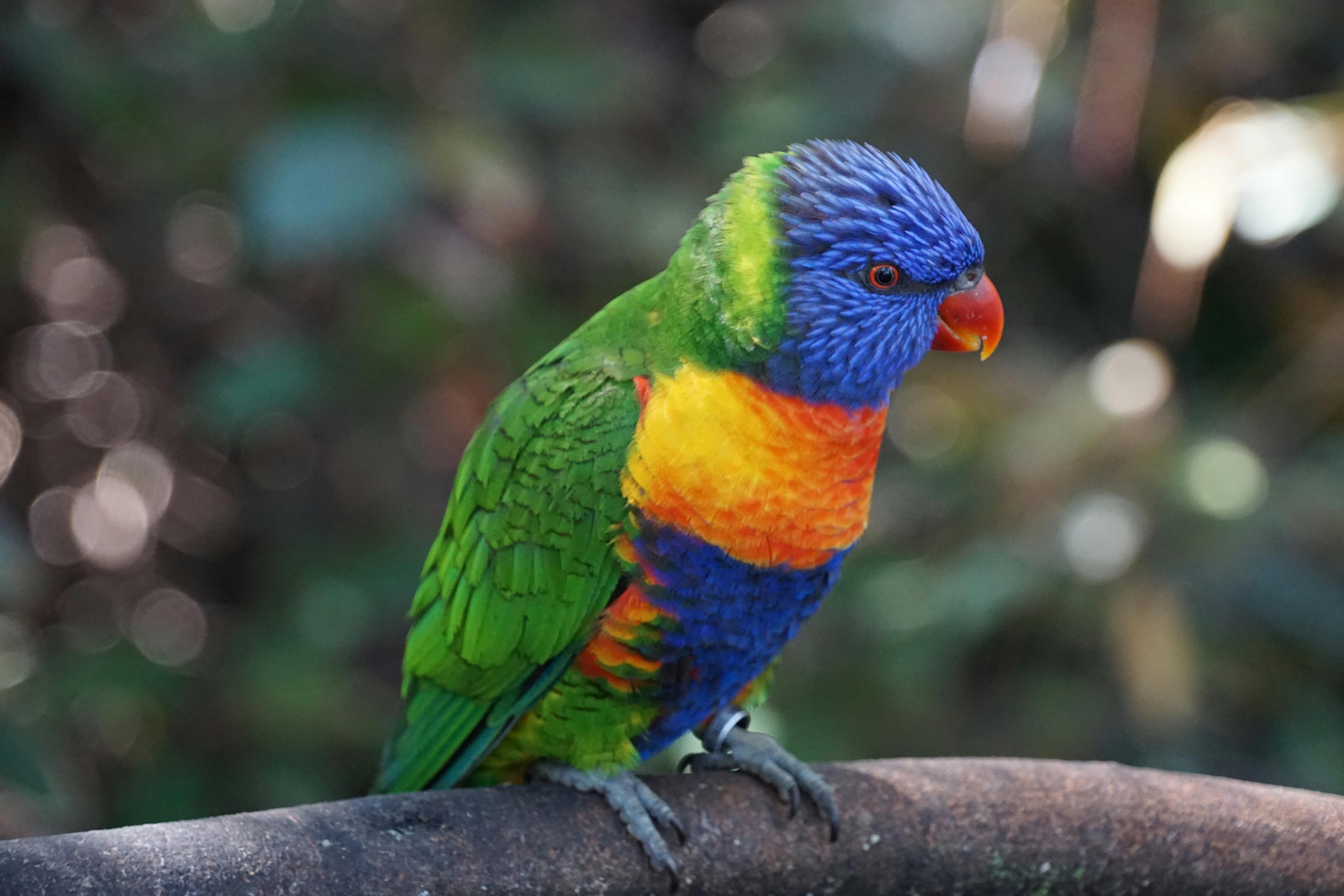 Celebration Parrot