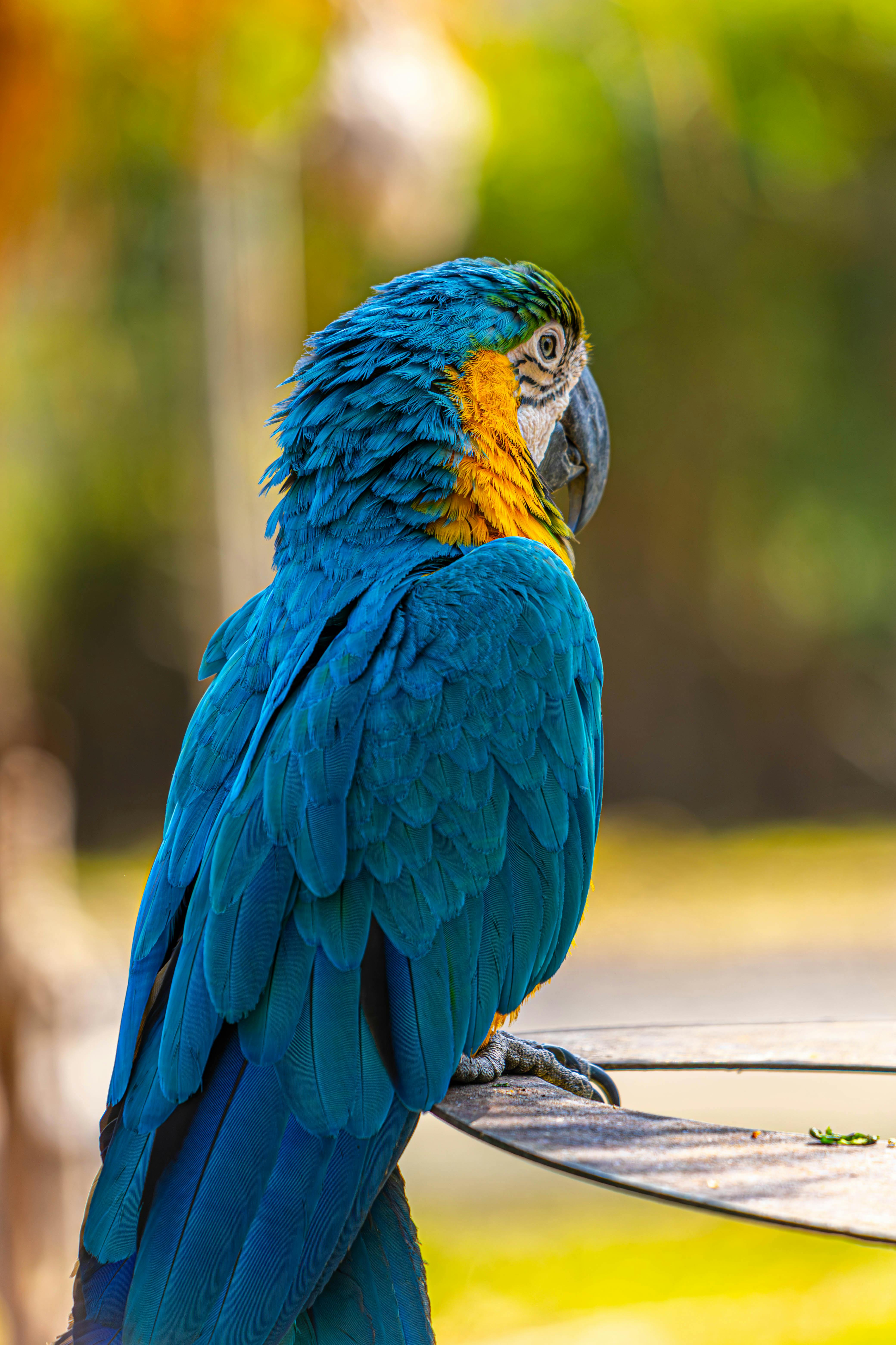 Interactive Bird Exhibits