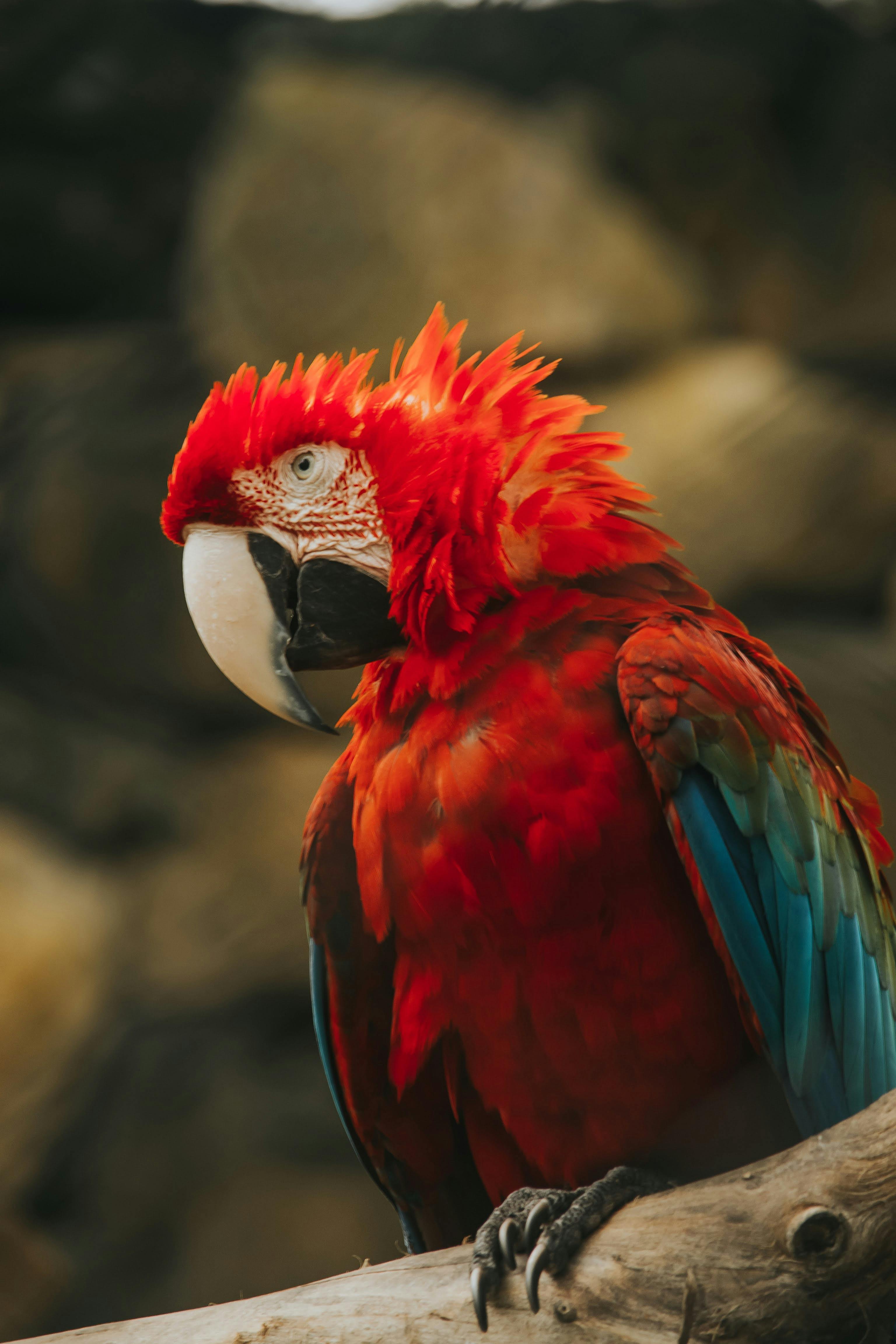 Kea Parrot in Natural Habitat