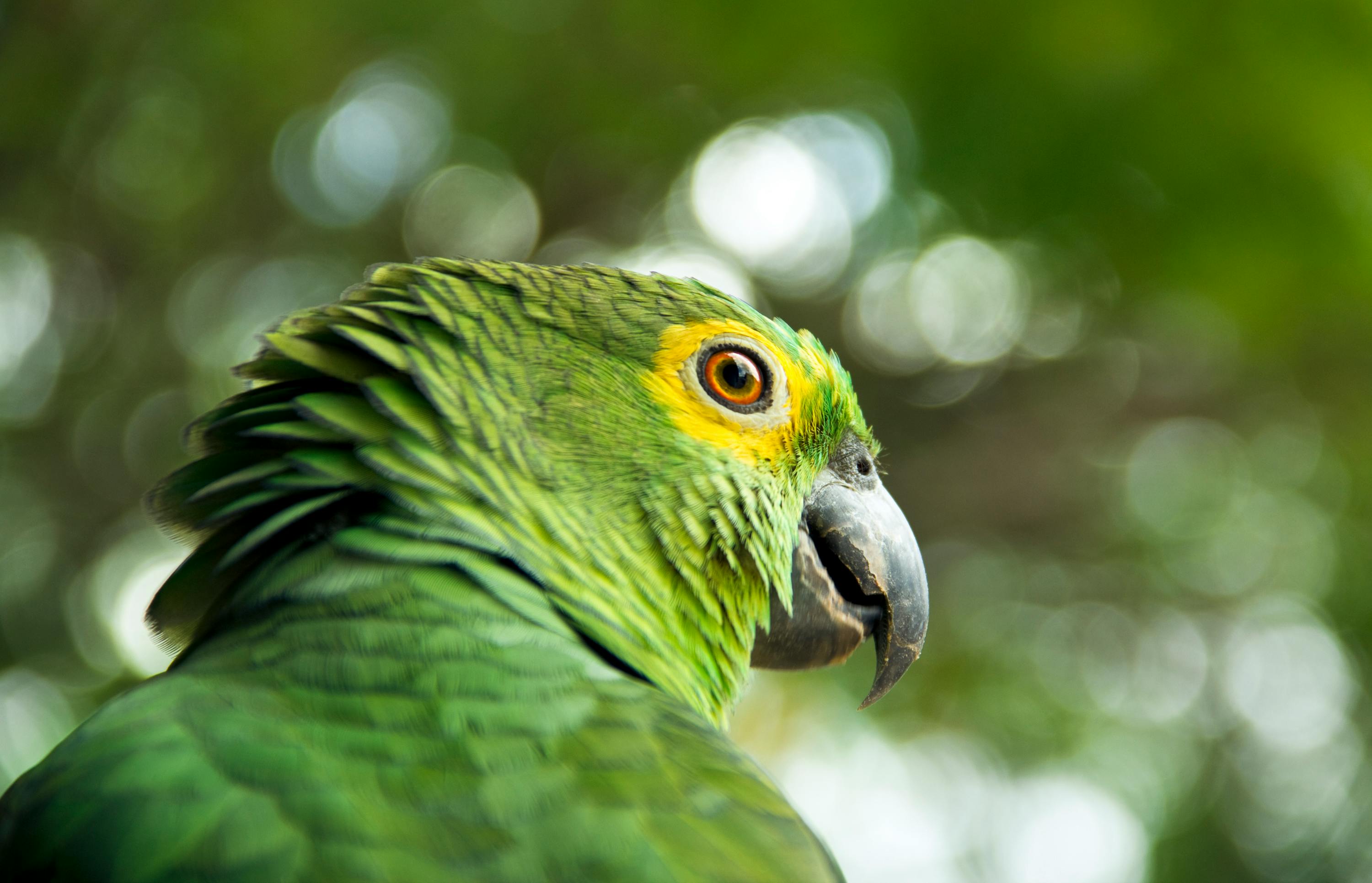 Kea Parrot in Captivity