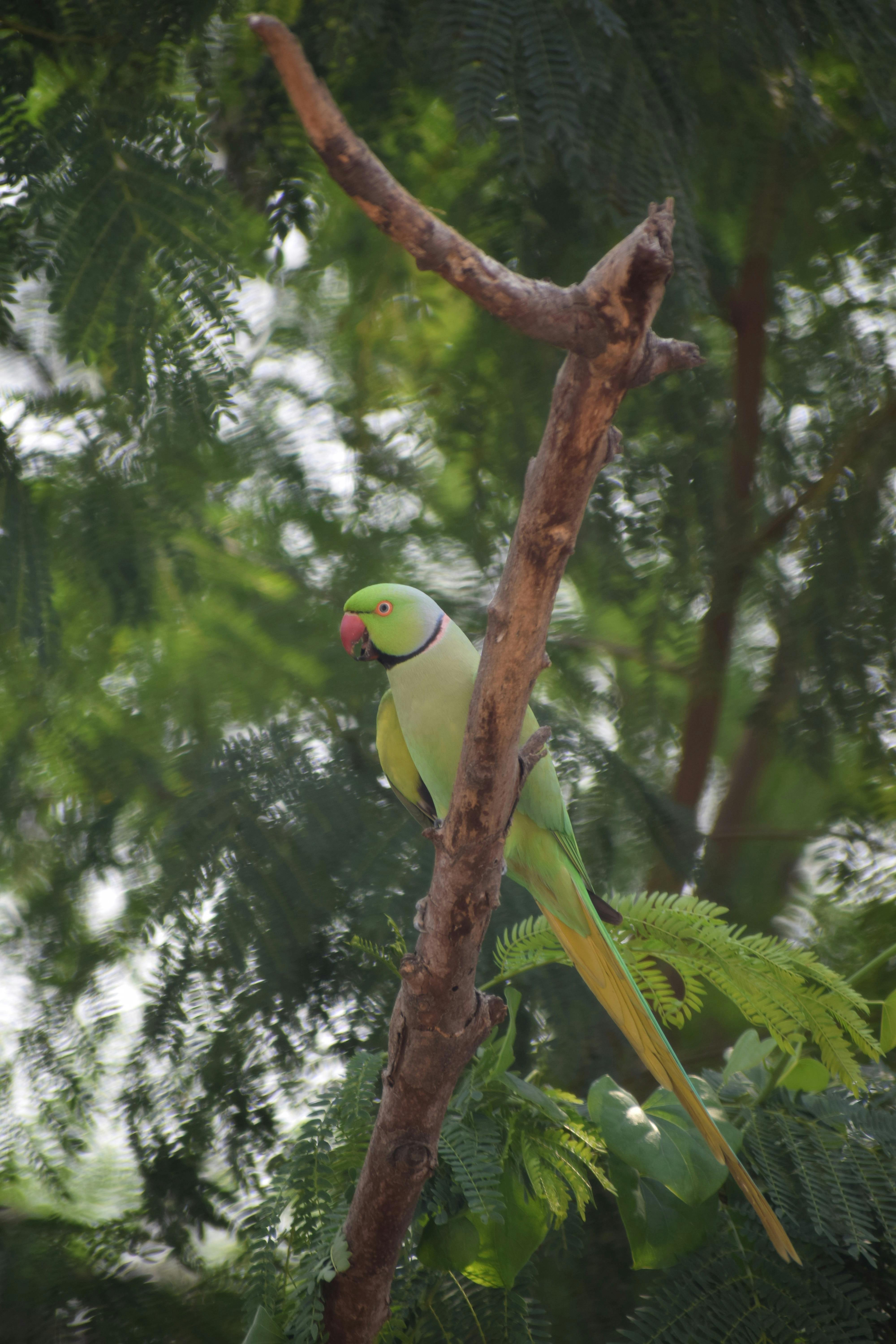 Parrot Linux Interface