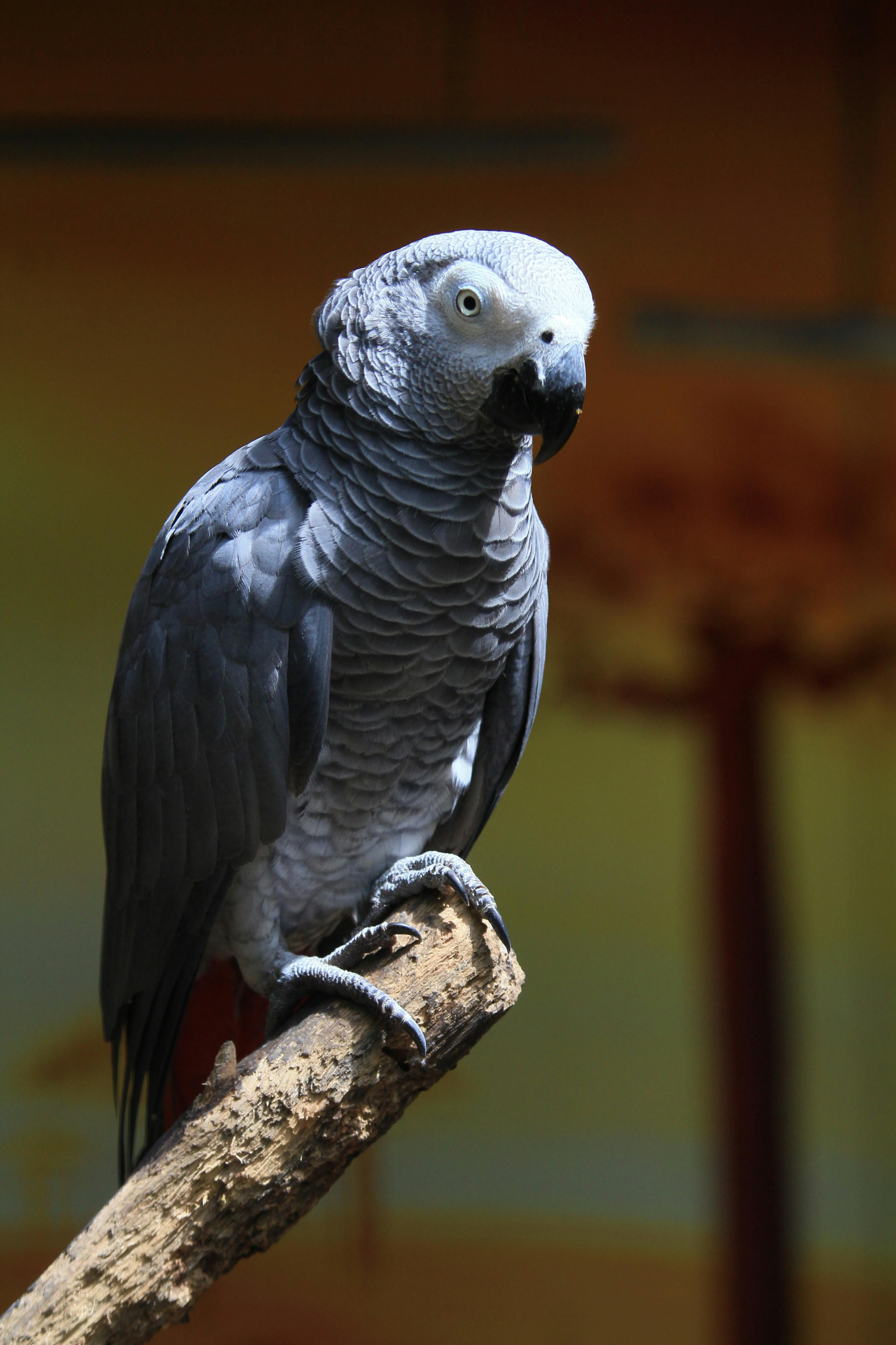 Grey Parrot Lifespan