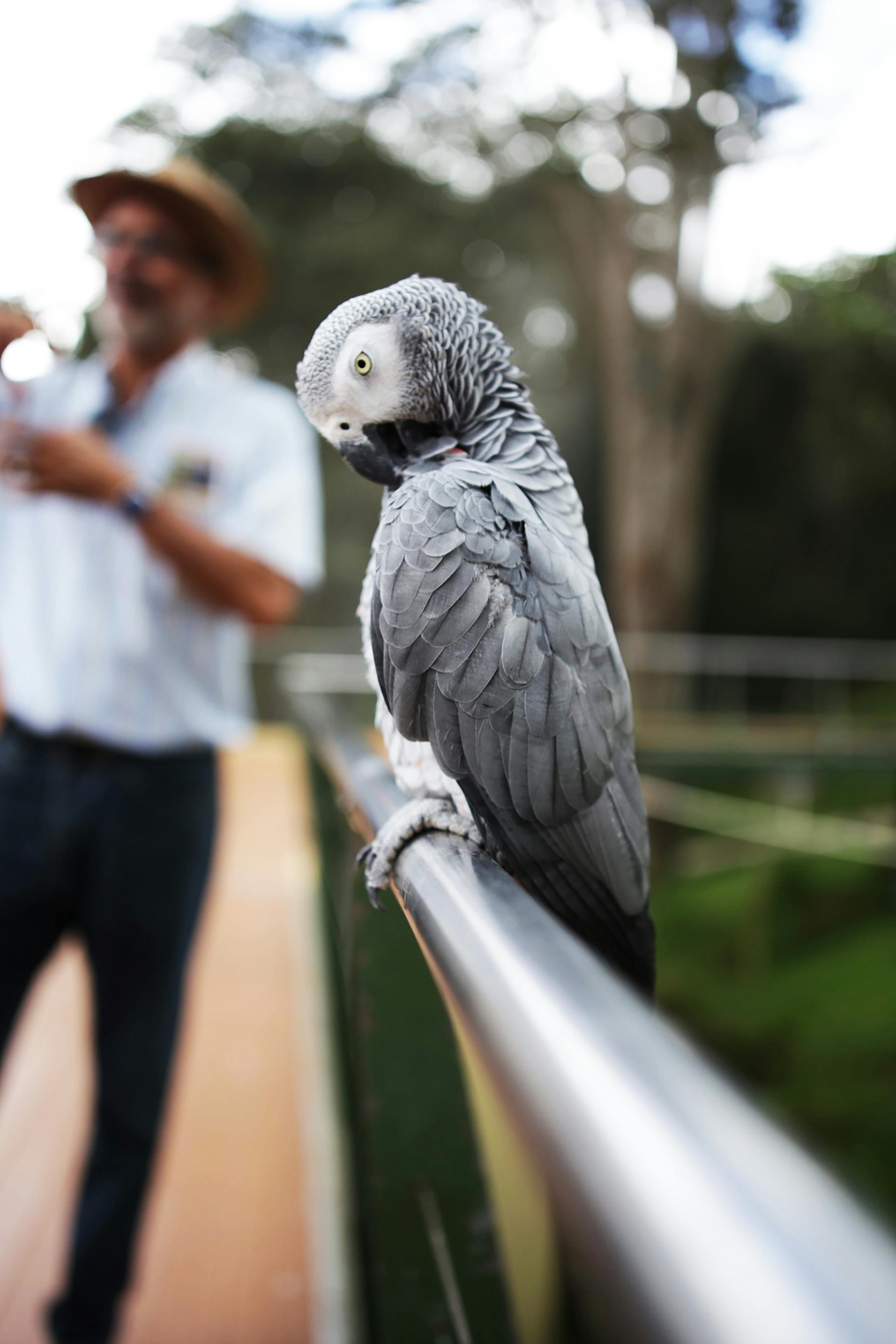 Healthy Grey Parrot