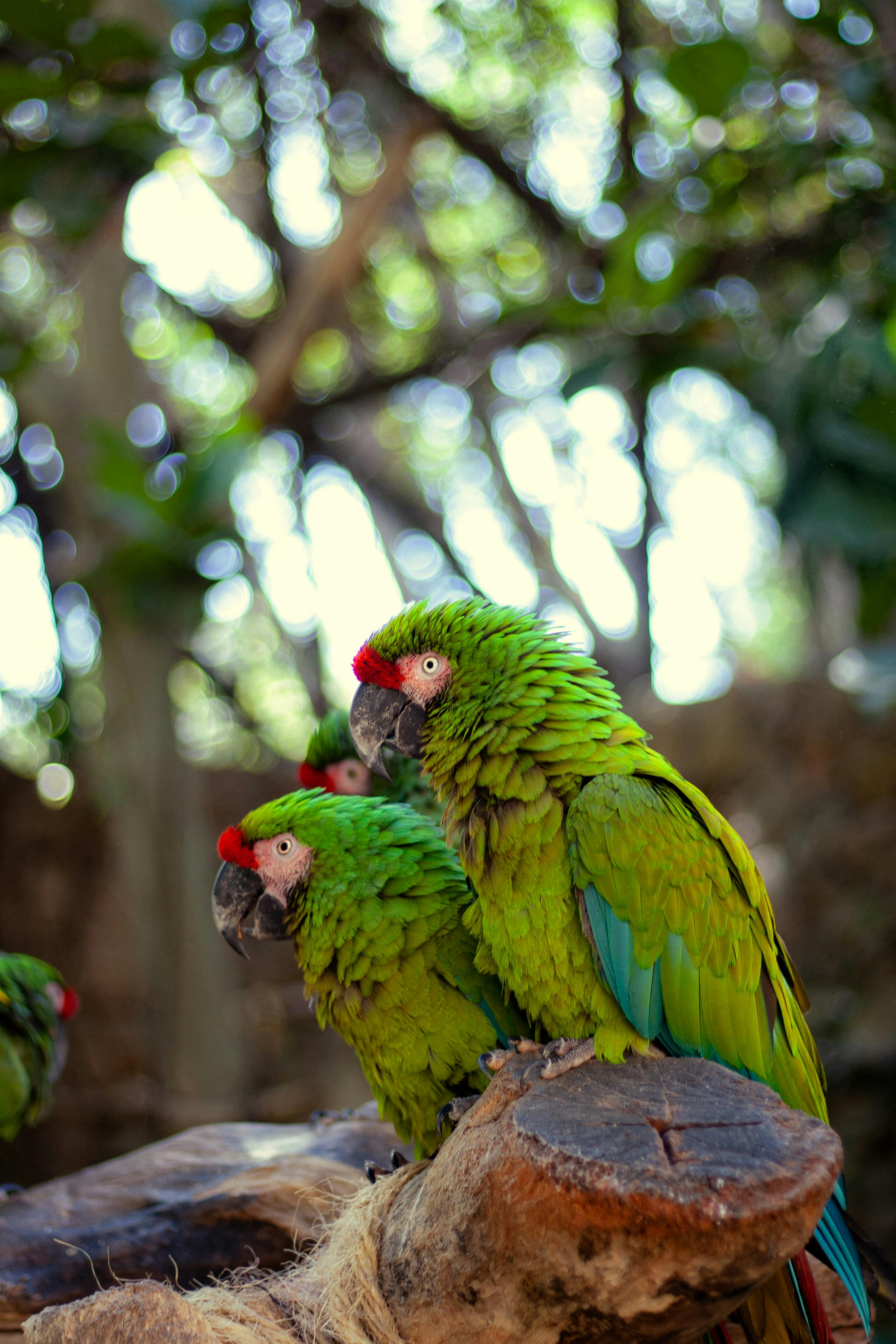 Variety of Parrot Types