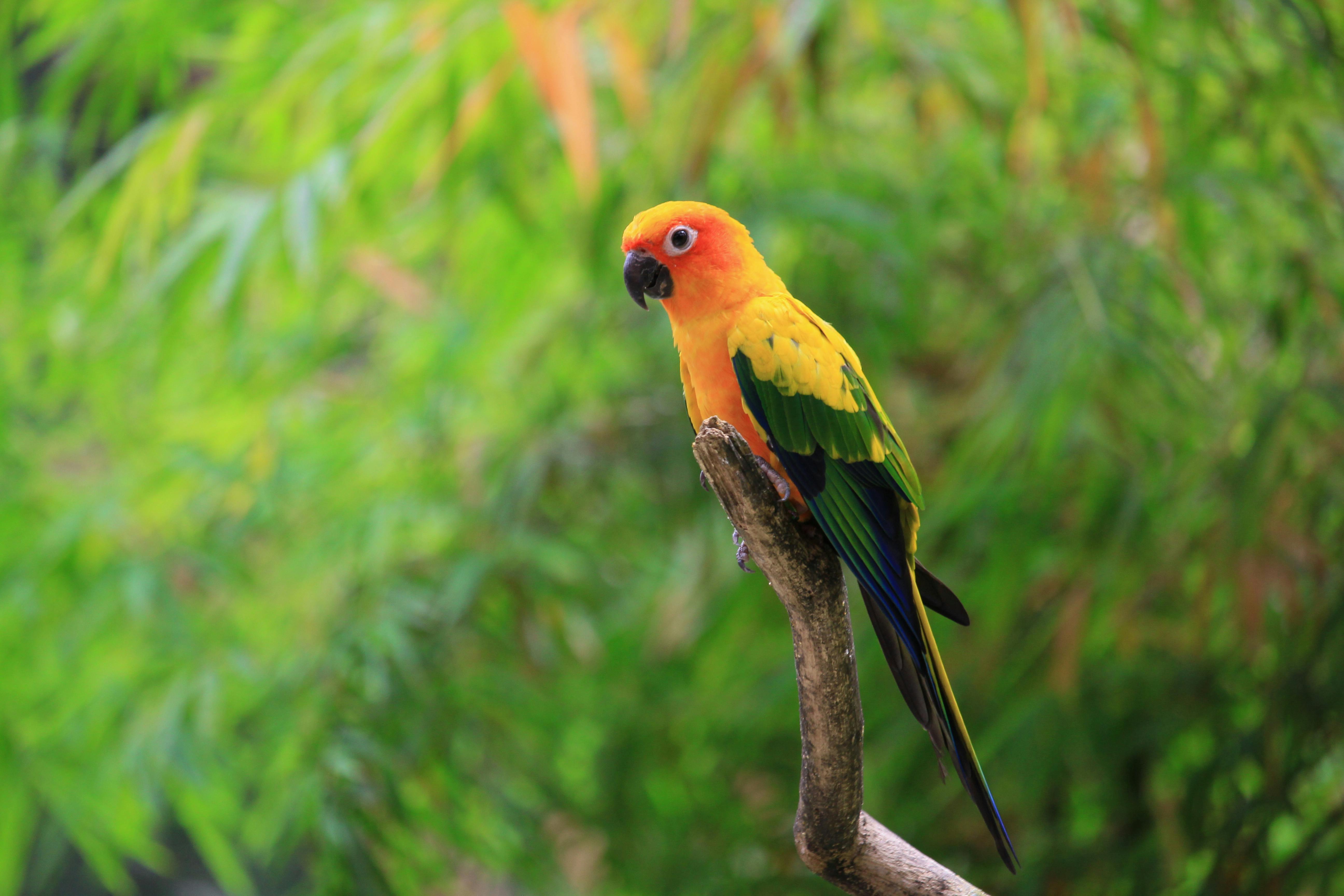 Colorful Parrots